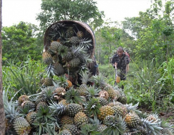 Pineapple powder production factory in Tripura: A High profile project which never  took off; Rs. 3 crore project money siphoned off by Corrupt administration